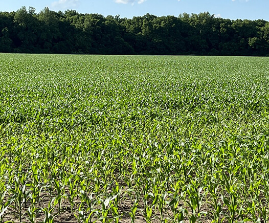 Farmland, with new plants growing in Spring.